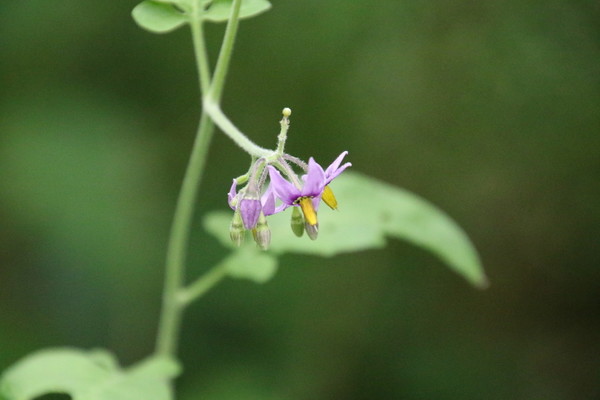 photo of Bittersweet