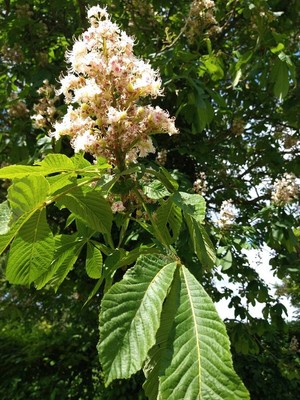 photo of Horse Chestnut