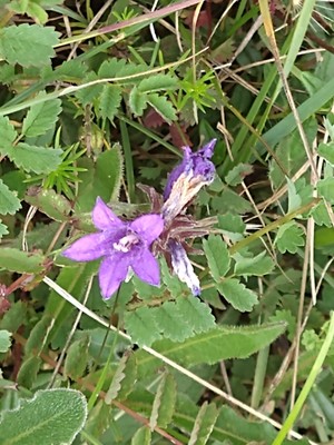 photo of Clustered Bellfower