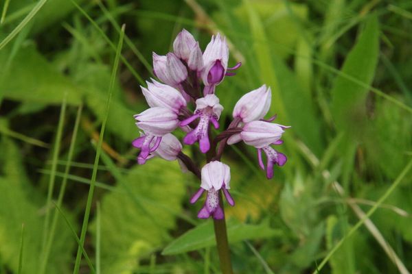photo of Military Orchid