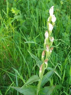 photo of White Helleborine