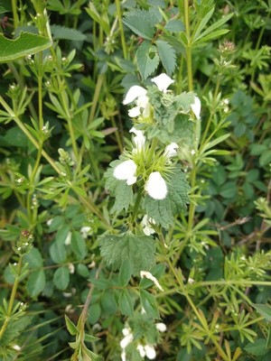 photo of White Dead Nettle