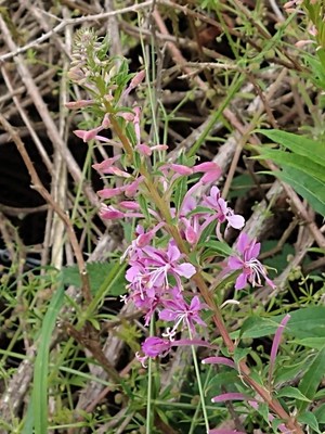 photo of Rosebay Willowherb