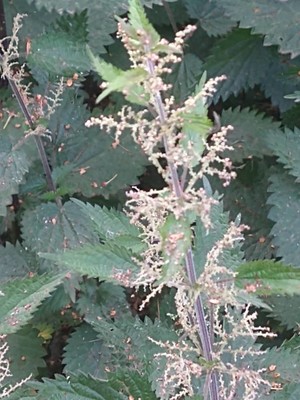 photo of Common Nettle