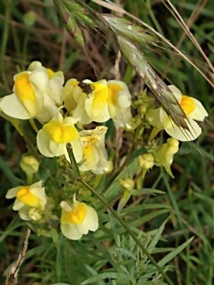 photo of Common Toadflax