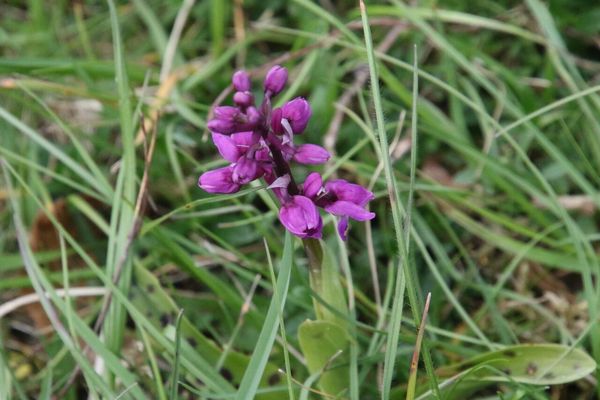 photo of Early Purple Orchid