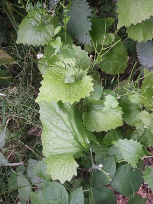 photo of Garlic Mustard