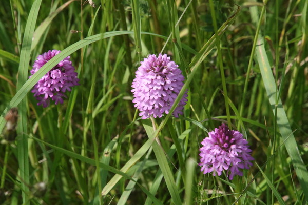 photo of Pyramidal Orchid