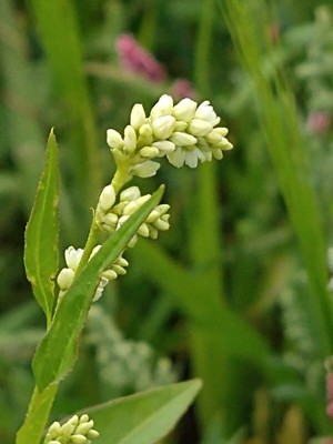 photo of Pale Persicaria