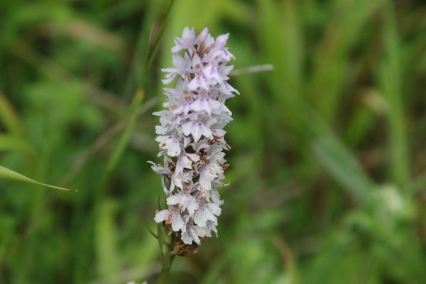 photo of Common Spotted Orchid
