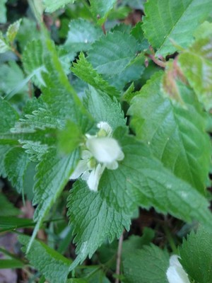 photo of White Dead Nettle