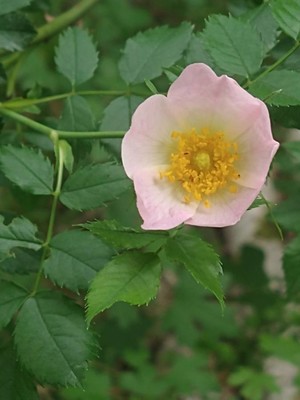 photo of Common Dog Rose