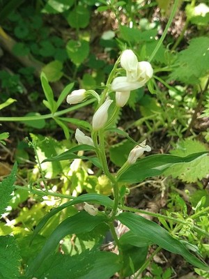 photo of White Helleborine