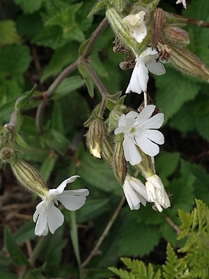 photo of White Campion