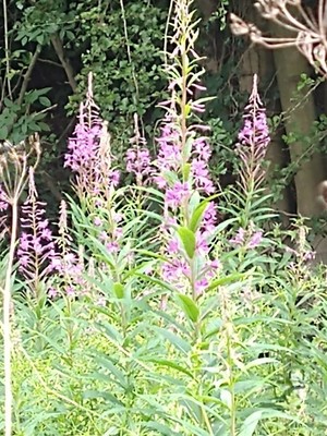 photo of Rosebay Willowherb