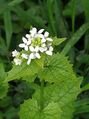 photo of Garlic Mustard