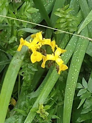 photo of Yellow Iris