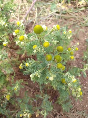 photo of Pineappleweed