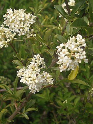 photo of Wild Privet