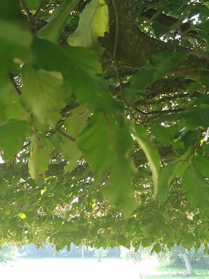photo of Beech