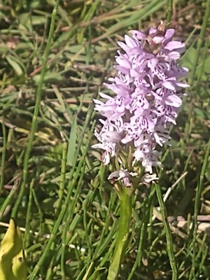 photo of Common Spotted Orchid