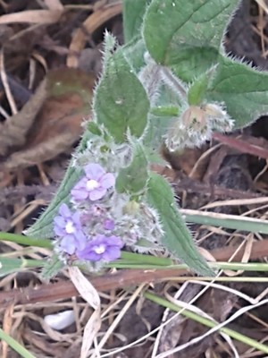 photo of Green Alkanet