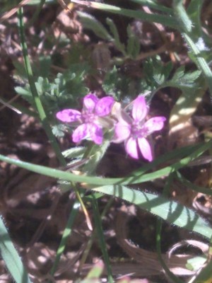 photo of Deptford Pink