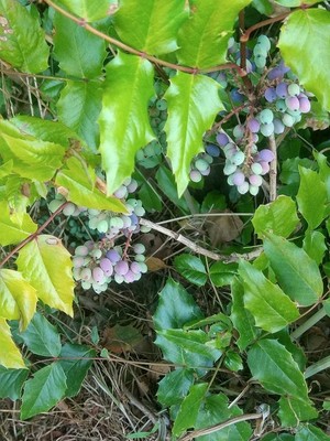 photo of Oregon Grape
