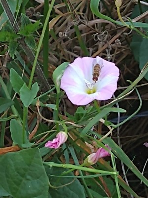 photo of Field Bindweed