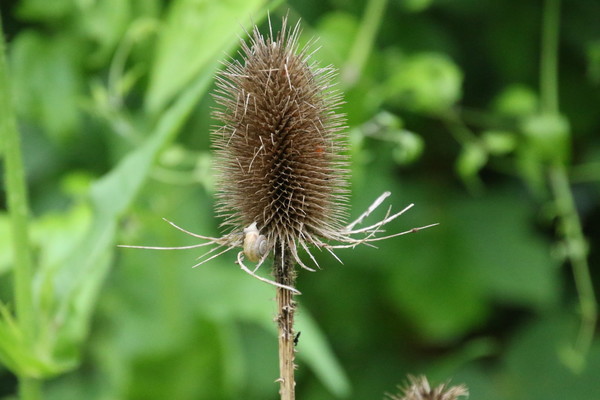 photo of Teasel