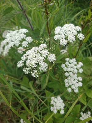 photo of Ground Elder