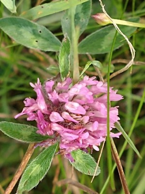 photo of Red Clover