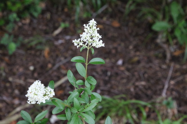 photo of Wild Privet