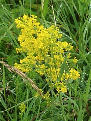 photo of Lady's Bedstraw