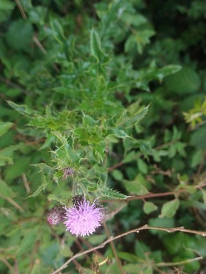 photo of Creeping Thistle