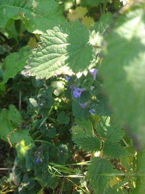 photo of Ground Ivy