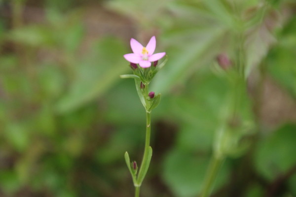 photo of Common Centaury
