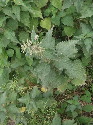 photo of Common Nettle