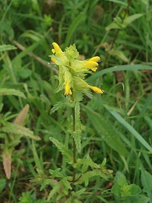 photo of Yellow Rattle