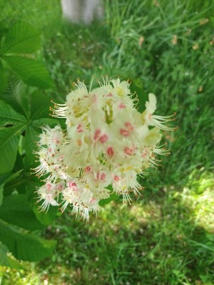 photo of Horse Chestnut