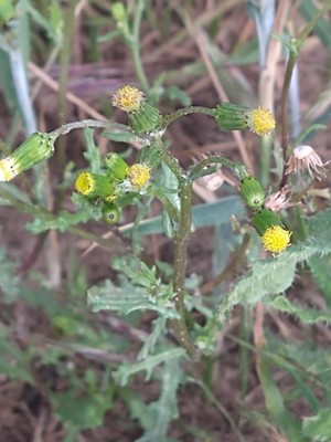 photo of Groundsel
