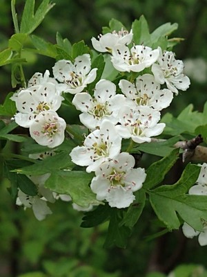 photo of Hawthorn