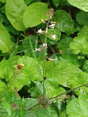 photo of Enchanter's Nightshade