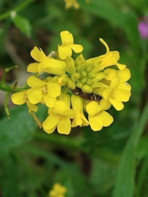photo of Common Winter Cress