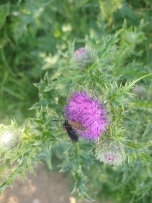 photo of Plumeless Thistle