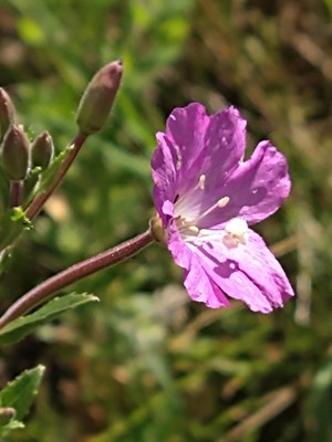 photo of Great Willowherb
