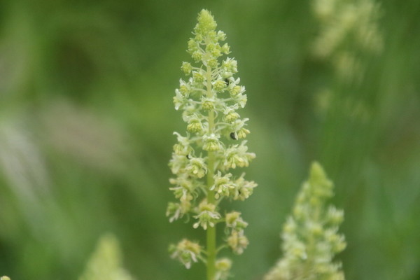 photo of Wild Mignonette
