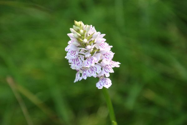 photo of Common Spotted Orchid
