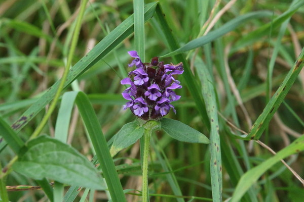 photo of Selfheal