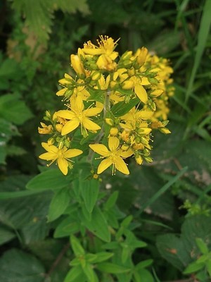 photo of Hairy St John's Wort